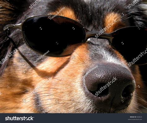 Dog Wearing Sunglasses Stock Photo 560623 Shutterstock