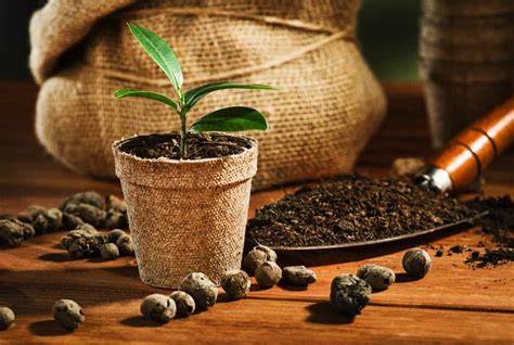 7 Best Soils For Your Coffee Plant At Home Grow Coffee Diy
