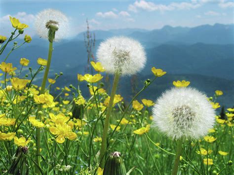 Spring Flower Meadow With Mountain Photograph By Fresh