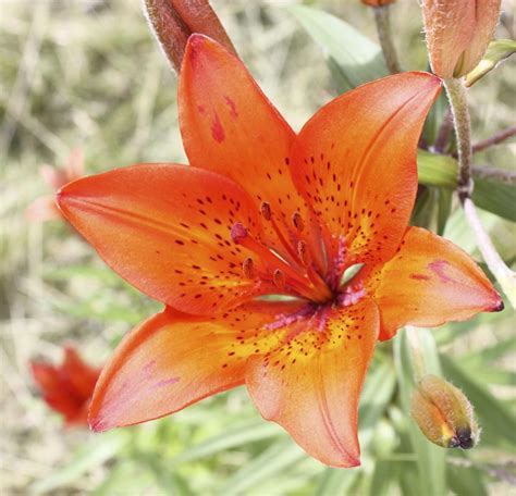 Red Tiger Lily Different Types Of Lilies Types Of Lilies Tiger Lily