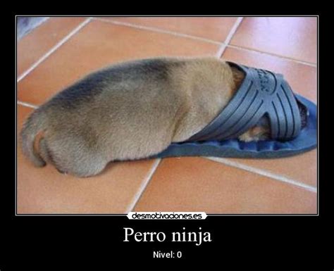 Perro Ninja Desmotivaciones