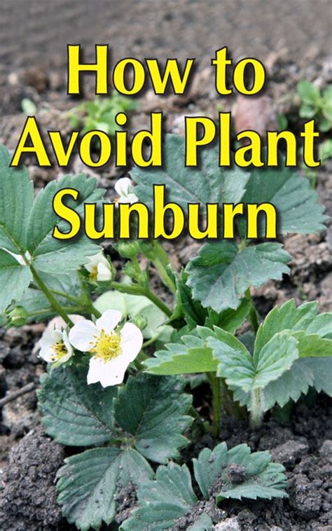 Avoid Plant Sunburn And Summer Garden Disasters Plants Sunburn