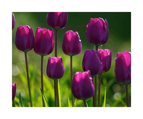 Tulipanes morados - Florerías en Pachuca