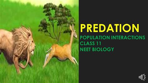 Predationpopulation Interactionsclass11neet Biology Youtube
