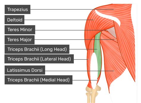 Triceps Brachii Muscle Long Head