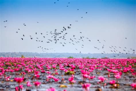 Red Lotus Sea Udon Thani