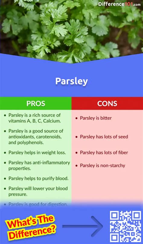 Parsley Vs Cilantro Key Differences Pros And Cons Similarities