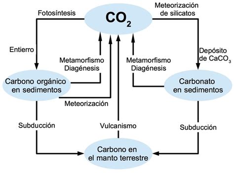 Ciclo Del Carbono Pasos Explicados Coinarimapa