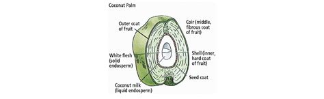 Coconut Meal Nutraceutical Importance And Food Industry Application