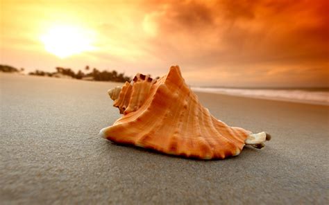 Sand Beach Shell Sea Wallpapers Hd Desktop And Mobile Backgrounds
