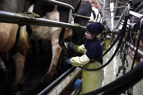 New Zealand Dairy Giant Finds Botulism Bacteria In Milk Products Nbc News