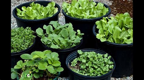 75 Vegetable Container Garden Ideas Youtube