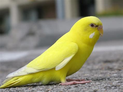 Yellow Bird In Kansas Help Me Identify A Bird Yellow Parakeet