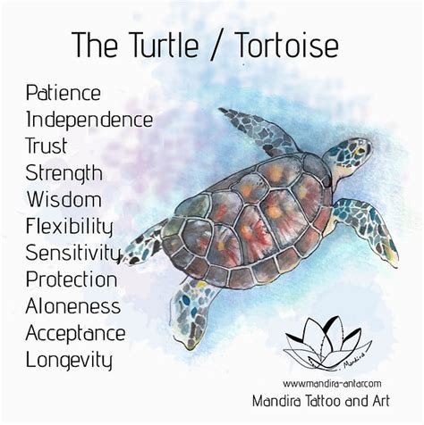 Top 176 Turtle Animal Meaning