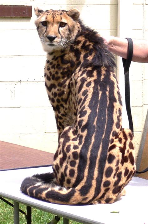 The King Cheetah A Rare Genetic Mutation Pics Very Rare Animals