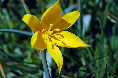 Die schlappen tulpen sind nämlich so durstig, dass sie sehr schnell das wasser aufnehmen. Wandermagazin - Hohenlohe: Zu den Wild-Tulpen im Vorbachtal