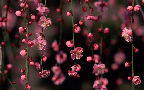 Nature Spring Blossoms Pink Sakura Decorative Cherry Blossoms And Their