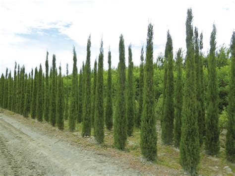 150 Fresh Italian Cypress Cupressus Sempervirens Seeds Etsy