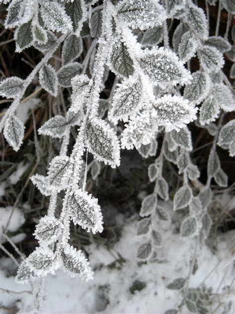 Windywillow Snow Crystals