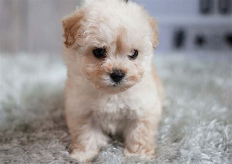 The maltese poodle mix has only become popular in the last few decades. Cinderella the Maltipoo ($1,500) - Top Dog Puppies