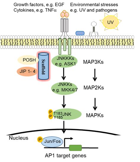 c jun n terminal kinase jnk signaling pathway activation in response