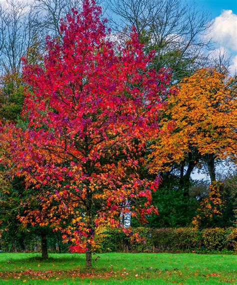 Best Fast Growing Trees 10 Trees To Bring Superfast Impact In Your Yard