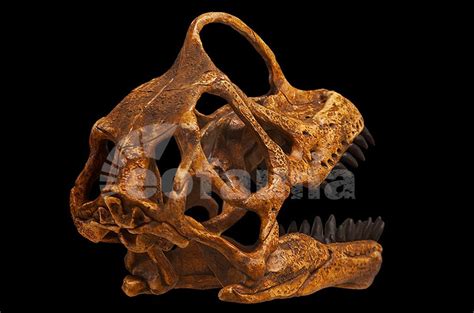 Europasaurus is one of the world's smallest sauropods. Europasaurus holgeri | EoFauna