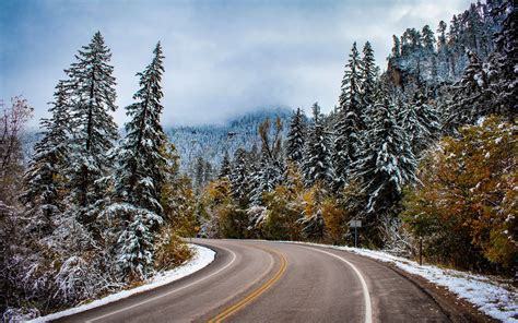 Gray Concrete Road Surrounded By Pine Trees Mac Wallpaper Download