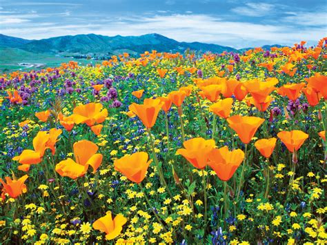 Hours may change under current circumstances Destination Lancaster Antelope Valley California Poppy ...