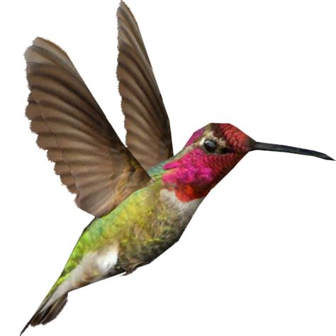 Hummingbird Transparent Free Download On Clipartmag