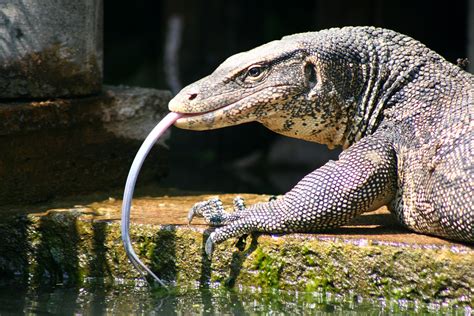 ASIAN WATER MONITOR Varanus Salvator Monitor Lizard Water Monitor Lizard