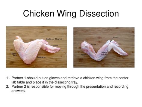 Ppt Chicken Wing Dissection Powerpoint Presentation Free Download