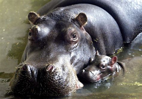 21 Photos Of Baby Hippos To Celebrate National Hippo Day Lifestyles