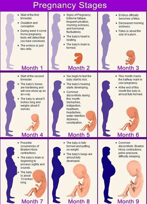 By the eighth week of pregnancy, your baby will change names from an embryo to a fetus. Pregnancy stages | Visual.ly