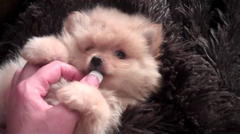 Teddy Bear Pom Male For Adoption Dog Named Boo Giggy Jiggy Youtube