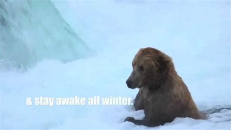 Katmai National Park Bears Brown Bear Hibernation Youtube
