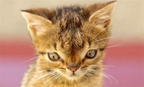 The signs and symptoms of the condition vary widely but cat eye syndrome is most often caused by a chromosome abnormality called an inverted duplicated 22. Can Animals Have Down Syndrome? Here This Explanation and ...