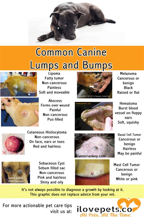 Pictures Of Benign Histiocytoma On Dogs