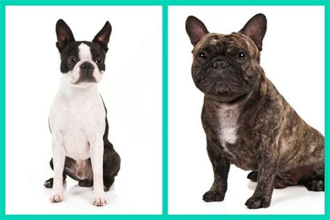 Boston terriers and french bulldogs are better at adapting themselves to the environment than pugs. Can You Tell These Dog Breed Look-Alikes Apart? - American ...