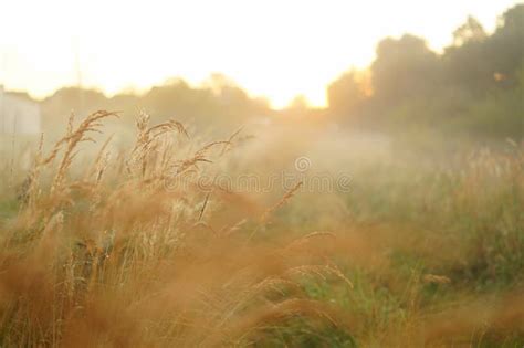 Misty Morning In Field Stock Image Image Of Countryside 79362485