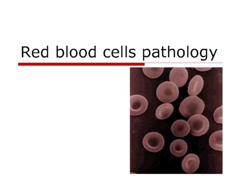 Red Blood Cells Pathology Subject 10 презентация доклад