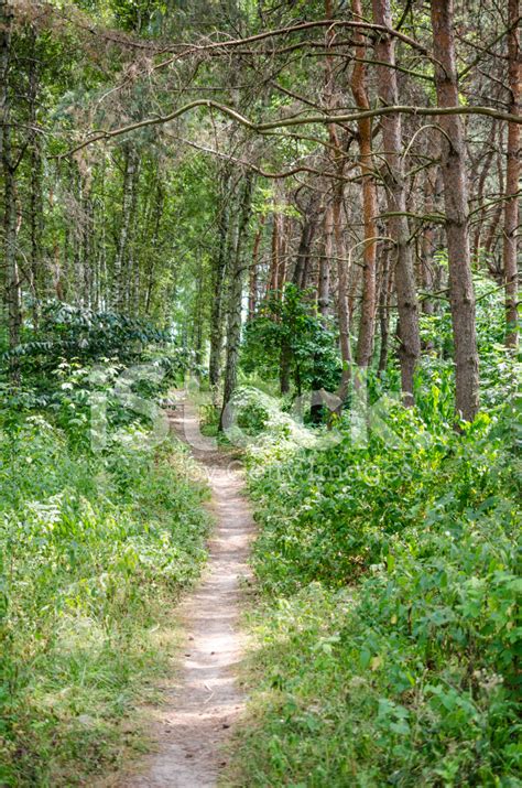 Footpath In Summer Forest Stock Photo Royalty Free Freeimages