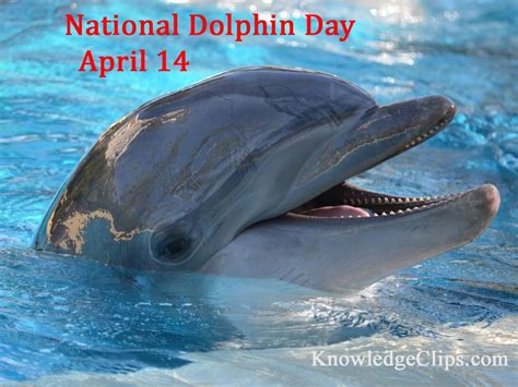 National Dolphin Day April 14 Dolphins Animals National