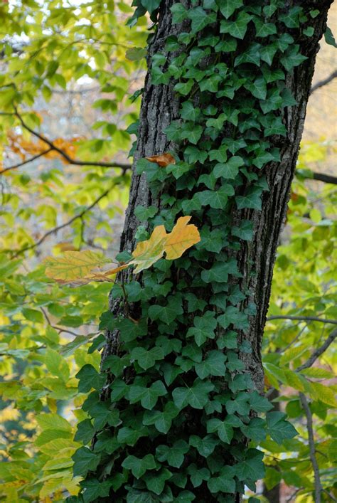 The plant is identifiable as having three leaves, and the poison of the plant actually comes from an oil called urushiol that is excreted here are just a few ways to remove poison ivy from your property. Pin on backyardagins