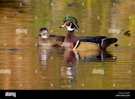 Wood Duck Aix Sponsa Swimming On A Golden Pond In Victoria Bc