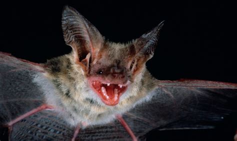Evening Bats Archives All About Bats