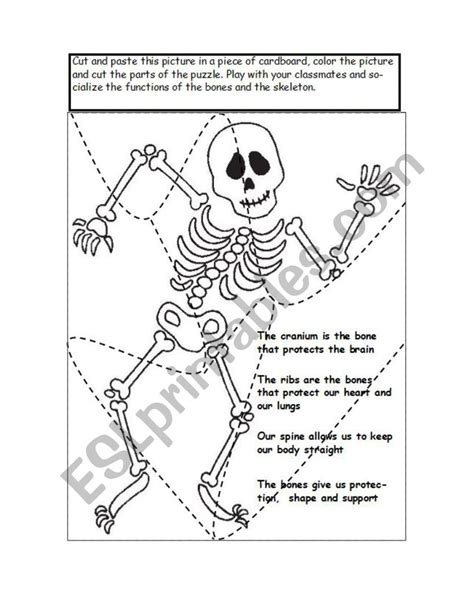 Functions Of The Skeleton Worksheet Worksheets For Kindergarten