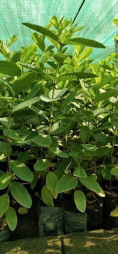 Green Tissue Culture Taiwan Pink Guava Plant At Best Price In Ahmedabad