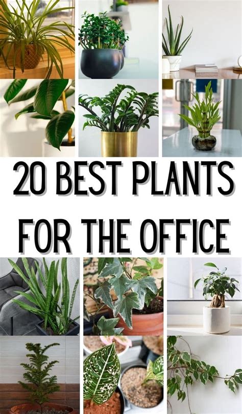 20 Plants For The Office To Increase Your Productivity Diy And Crafts