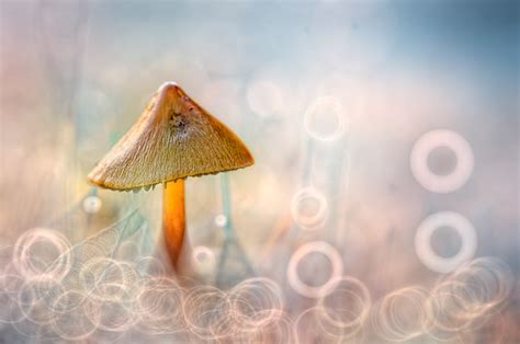 35 Mind Blowing Macro Photographs For Your Inspiration